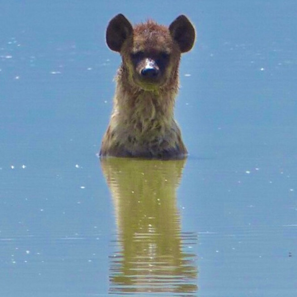 Meet your Posher, Gwynne